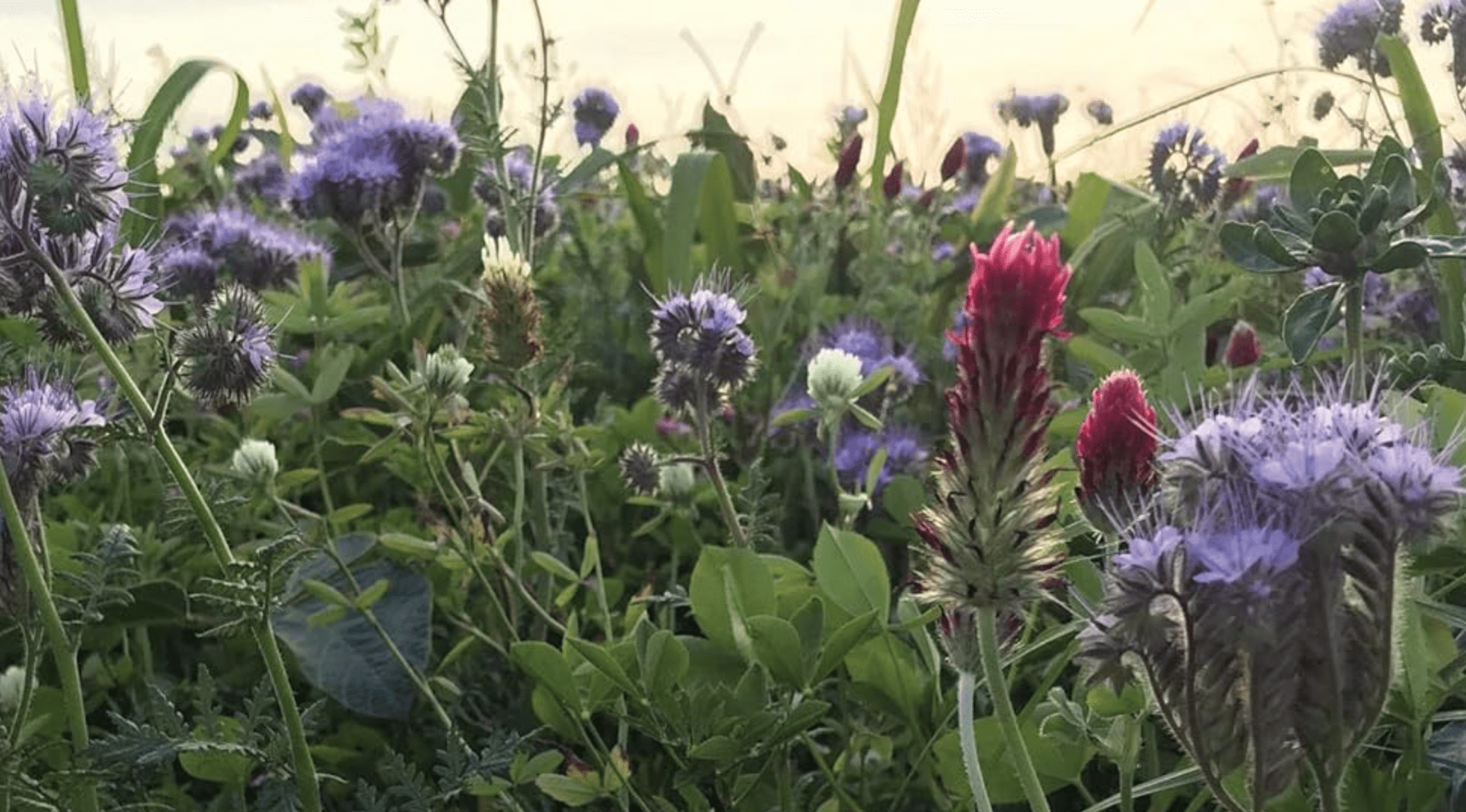 Multi-species farming conference & retreat